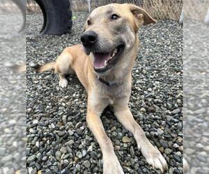 Huskies -Labrador Retriever Mix Dogs for adoption in Anchorage, AK, USA