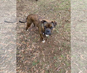 American Staffordshire Terrier-Unknown Mix Dogs for adoption in McCormick, SC, USA