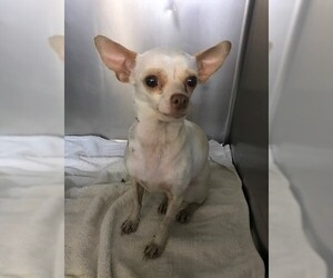 Medium Photo #1 Chihuahua Puppy For Sale in Chico, CA, USA