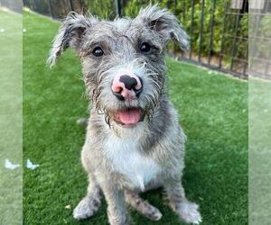 Mutt Dogs for adoption in Bellingham, WA, USA