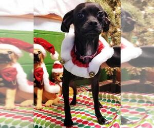Chug Dogs for adoption in Rustburg, VA, USA