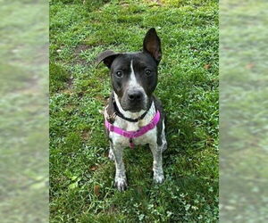 American Staffordshire Terrier Dogs for adoption in Sayreville, NJ, NJ, USA