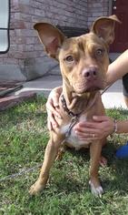 Bulloxer Dogs for adoption in San Antonio, TX, USA