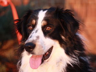 Australian Shepherd Dogs for adoption in Cookeville, TN, USA