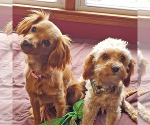 Cavapoo Dogs for adoption in Oakhurst, NJ, USA