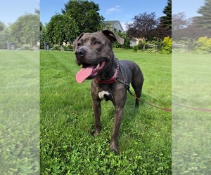American Pit Bull Terrier Dogs for adoption in Traverse City, MI, USA