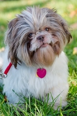 Shih Tzu Dogs for adoption in Fremont, CA, USA