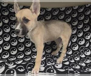 Siberian Husky-Unknown Mix Dogs for adoption in HESPERIA, CA, USA