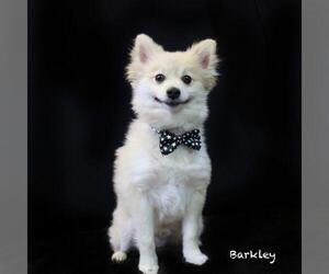 Pomeranian Dogs for adoption in Hot Springs Village, AR, USA
