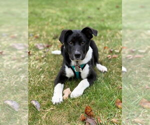 Mutt Dogs for adoption in Plymouth, MN, USA