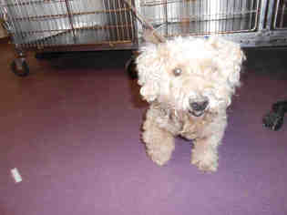 Poodle (Miniature) Dogs for adoption in Long Beach, CA, USA