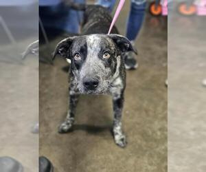 Mutt Dogs for adoption in Rockwall, TX, USA