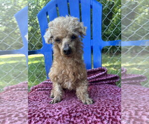 Poodle (Miniature) Dogs for adoption in Pacolet, SC, USA