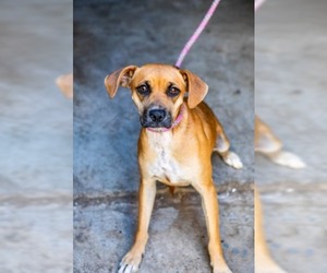 Bogle Dogs for adoption in El Cajon, CA, USA