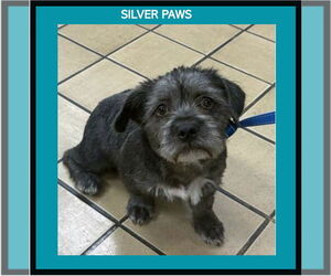 Mutt Dogs for adoption in Royal Palm Beach, FL, USA