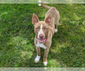 Medium Photo #1 Carolina Dog-Unknown Mix Puppy For Sale in San Clemente, CA, USA