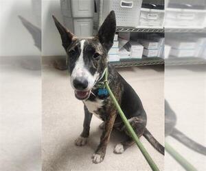 Bull Terrier-Unknown Mix Dogs for adoption in Bakersfield, CA, USA