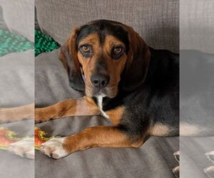 Beagle Dogs for adoption in Dunnellon, FL, USA