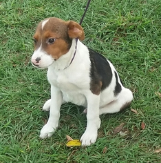 Medium Photo #1 Borador Puppy For Sale in Sanford, FL, USA