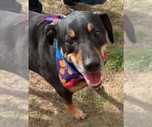 Doberman Pinscher-Unknown Mix Dogs for adoption in Tulsa, OK, USA