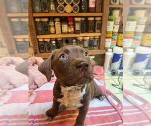 American Staffordshire Terrier-Unknown Mix Dogs for adoption in Santa Cruz, CA, USA