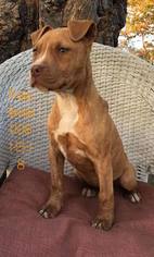 American Pit Bull Terrier-Unknown Mix Dogs for adoption in Ola, AR, USA