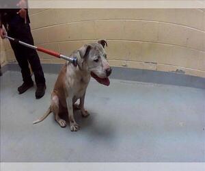 Mutt Dogs for adoption in Tulsa, OK, USA