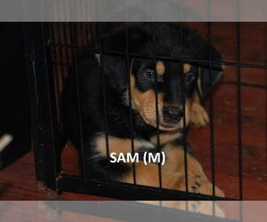 Australian Shepherd-German Shepherd Dog Mix Dogs for adoption in Aurora, IN, USA