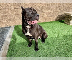 Mutt Dogs for adoption in Moreno Valley, CA, USA