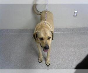 Labrador Retriever Dogs for adoption in Pasadena, TX, USA