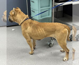 Boxer-Unknown Mix Dogs for adoption in Washington, DC, USA