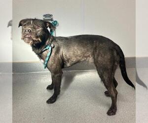 German Wirehaired Pointer-Unknown Mix Dogs for adoption in Rancho Cucamonga, CA, USA