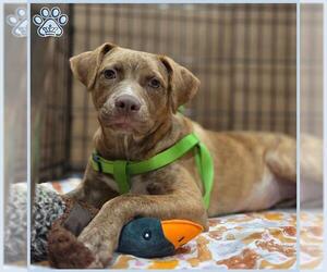 Black Mouth Cur Dogs for adoption in Sugar Land, TX, USA