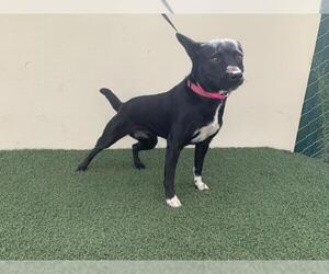 Toxirn Dogs for adoption in Visalia, CA, USA