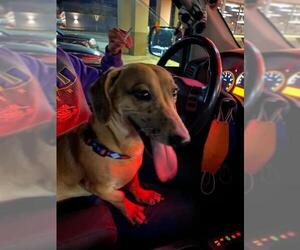 Dachshund Dogs for adoption in Tenafly, NJ, USA