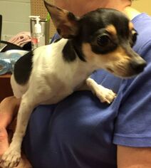 Chihuahua-Unknown Mix Dogs for adoption in Staley, NC, USA