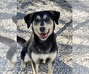 Mutt Dogs for adoption in Manchester, MO, USA