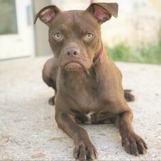 Pug Dogs for adoption in Fredericksburg, TX, USA