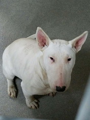 Bull Terrier Dogs for adoption in Sunnyvale, CA, USA