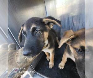 German Shepherd Dog-Unknown Mix Dogs for adoption in San Antonio, TX, USA