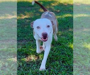 Mutt Dogs for adoption in Grovetown, GA, USA