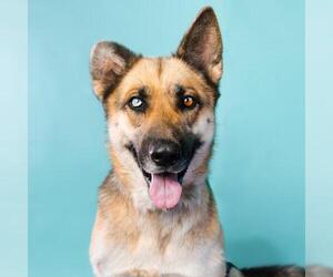 German Shepherd Dog Dogs for adoption in Camarillo, CA, USA