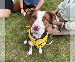 Australian Shepherd-Unknown Mix Dogs for adoption in Brooklyn Center, MN, USA