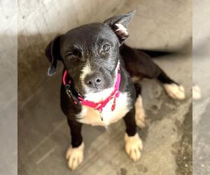 Staffordshire Bull Terrier-Unknown Mix Dogs for adoption in Santa Monica, CA, USA