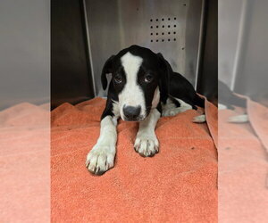 Labrador Retriever-Unknown Mix Dogs for adoption in Rancho Cucamonga, CA, USA