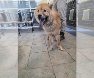 Chow Chow-Unknown Mix Dogs for adoption in San Antonio, TX, USA