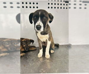 Mutt Dogs for adoption in Stockton, CA, USA