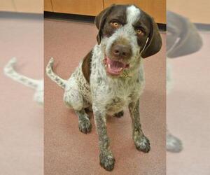 German Wirehaired Pointer Dogs for adoption in Ogden, UT, USA