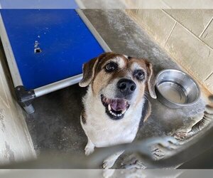 Beagle Dogs for adoption in Ocala, FL, USA