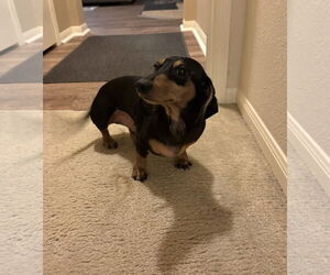 Dachshund Dogs for adoption in Rosenberg, TX, USA